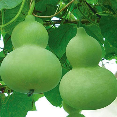 CYBEXIS Giant Bottle Gourd Seeds400 Seeds Seed(400 per packet)