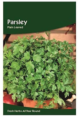 CYBEXIS Parsley Plain Leaf Seeds2800 Seeds Seed(2800 per packet)