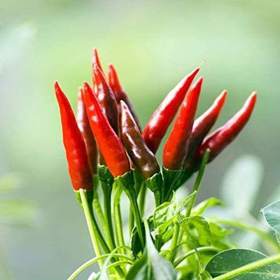 CYBEXIS Organic Red Hot Chilli Pepper Seeds-300 Seeds Seed(300 per packet)
