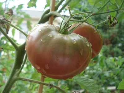 CYBEXIS Non-GMO Tomato Seed 2000 Seeds Seed(2000 per packet)