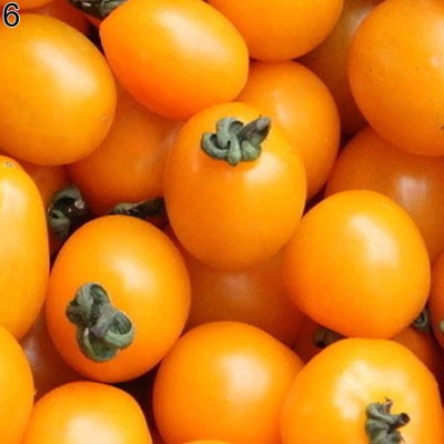 CYBEXIS Yellow Cherry Tomato Seeds500 Seeds Seed(500 per packet)