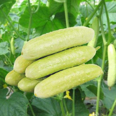 CYBEXIS Hybrid White Sweet Cucumber Seeds500 Seeds Seed(500 per packet)