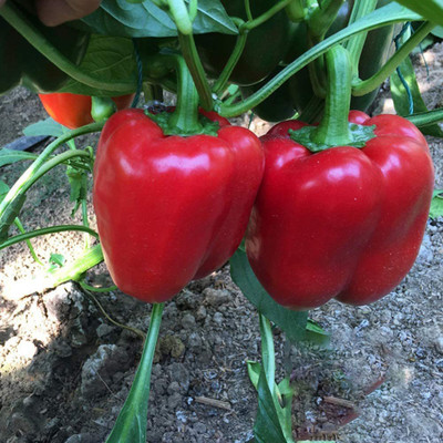 CYBEXIS Red Capsicum Bell Pepper Seeds2400 Seeds Seed(2400 per packet)