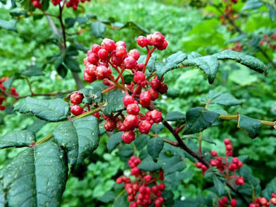 CYBEXIS Organic Red Peppercorn Seeds 2400 Seeds Seed(2400 per packet)