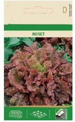 CYBEXIS Lettuce Roset Seeds2000 Seeds Seed(2000 per packet)