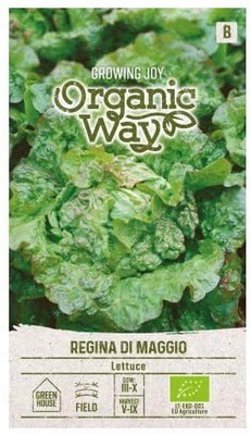Qualtivate ™ Lettuce Regina DI Maggio Seeds Seed(500 per packet)
