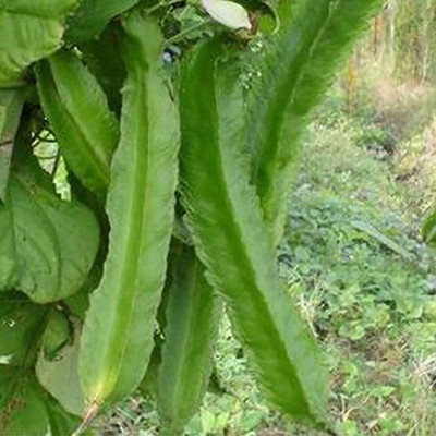 CYBEXIS Organic Winged Bean Seeds800 Seeds Seed(800 per packet)