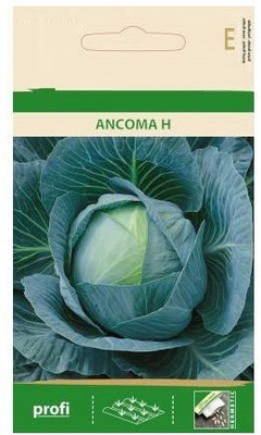 CYBEXIS White Cabbage ANCOMA H Seeds1000 Seeds Seed(1000 per packet)