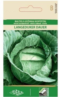 CYBEXIS Cabbage White Langedijker dauer, Late Seeds2000 Seeds Seed(2000 per packet)
