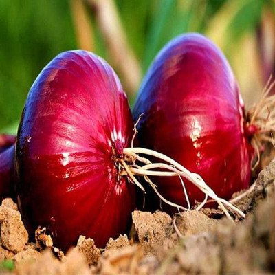 CYBEXIS Purple-red Onion Seeds （Allium cepa）2000 Seeds Seed(2000 per packet)