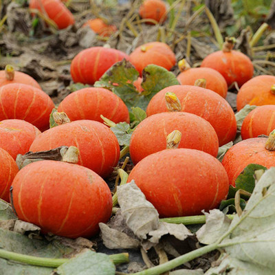 CYBEXIS Gold Honey Pumpkin Seeds400 Seeds Seed(400 per packet)