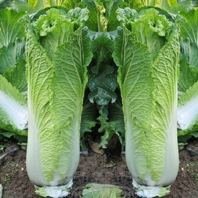 CYBEXIS Organic Chinese Long Cabbage Seeds1000 Seeds Seed(1000 per packet)
