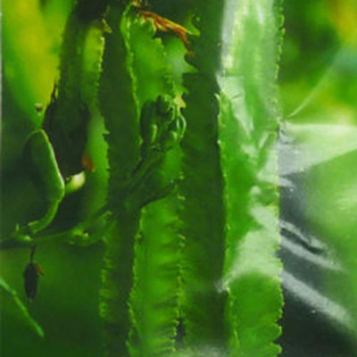 CYBEXIS F1 Hybrid Winged Bean Seeds800 Seeds Seed(800 per packet)