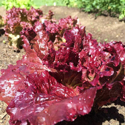 CYBEXIS Purple Lettuce Seeds2000 Seeds Seed(2000 per packet)