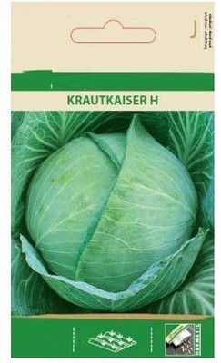 CYBEXIS White Cabbage KRAUTKAISER H Seeds1000 Seeds Seed(1000 per packet)