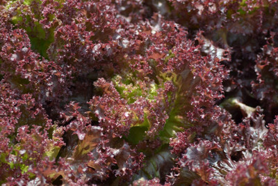 CYBEXIS Lettuce Lolla Rossa Organic Seeds2000 Seeds Seed(2000 per packet)