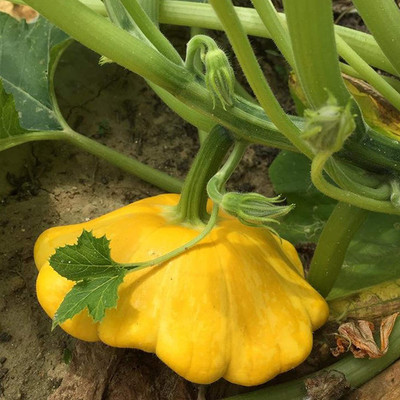 Qualtivate ™ Hybrid Scallop Squash Pumpkin Seeds Seed(100 per packet)