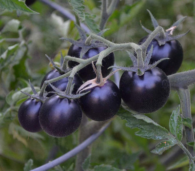 CYBEXIS Heirloom Purple Cherry Tomatoes Seeds 2000 Seeds Seed(2000 per packet)