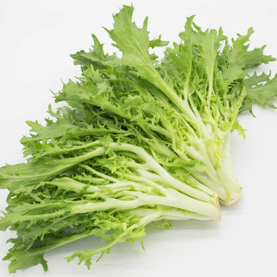 CYBEXIS Endive Seeds (Chicorium Endiva) Seeds2000 Seeds Seed(2000 per packet)