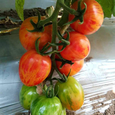 CYBEXIS Organic Tomato Cherry Stripe Seeds2000 Seeds Seed(2000 per packet)