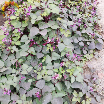 CYBEXIS Organic Purple Beans Dolichos Lablab Seeds400 Seeds Seed(400 per packet)