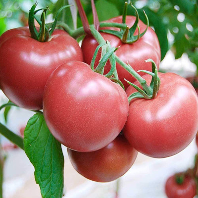 CYBEXIS Big BeefsteakTomato Seeds2000 Seeds Seed(2000 per packet)