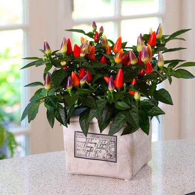 CYBEXIS Pepper Rainbow Chilli Seeds 2400 Seeds Seed(2400 per packet)