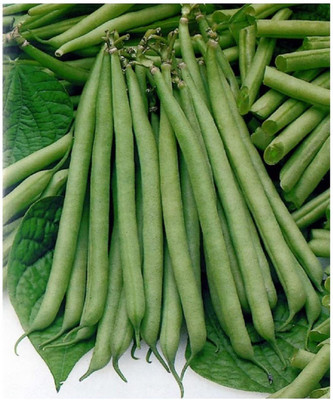 Qualtivate ® French Bean Seeds Seed(1000 per packet)