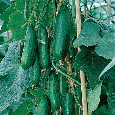CYBEXIS Cucumber Seeds - F1-250 Seeds Seed(250 per packet)