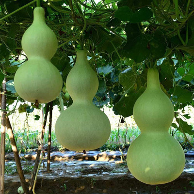 CYBEXIS Hybrid Large Bottle Gourd Seeds400 Seeds Seed(400 per packet)