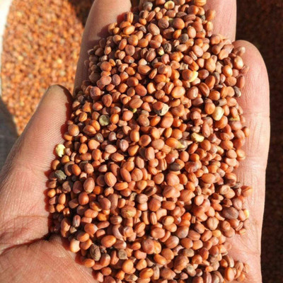 CYBEXIS Organic White Giant Long Radish Seeds1200 Seeds Seed(1200 per packet)