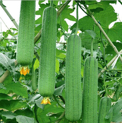CYBEXIS Green Loofash Gourd Seeds Luffa Melon Fresh Vines Vegetables-100 Seeds Seed(100 per packet)