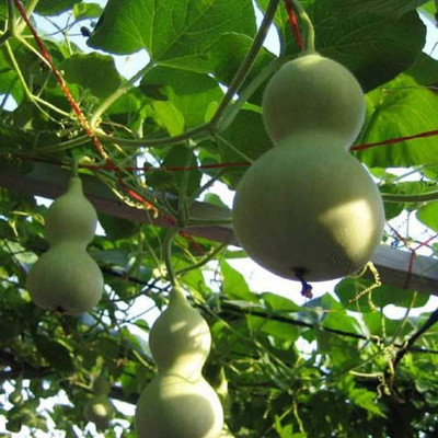 CYBEXIS F1 Hybrid Bottle Gourd Seeds 200 Seeds Seed(200 per packet)