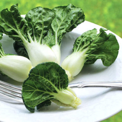 CYBEXIS Hybrid Pak Choi Seeds400 Seeds Seed(400 per packet)