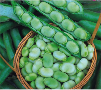 Qualtivate ™ Broad Bean Seeds Seed(100 per packet)