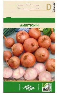 CYBEXIS Onion Ambition H Seeds2000 Seeds Seed(2000 per packet)