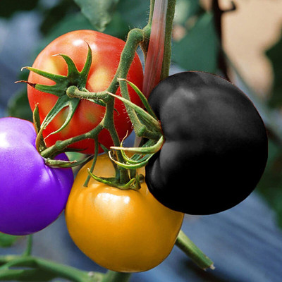 CYBEXIS Organic Rainbow Tomato Seeds1000 Seeds Seed(1000 per packet)