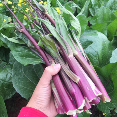 CYBEXIS F1 Chinese Chard Seeds1000 Seeds Seed(1000 per packet)