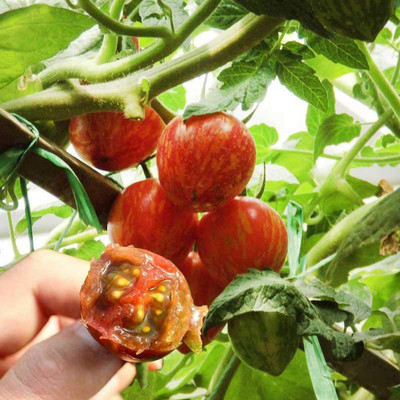CYBEXIS Cherry Stripe Tomato Seeds1000 Seeds Seed(1000 per packet)