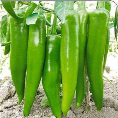 CYBEXIS Sweet Pepper Chilli Seeds 2400 Seeds Seed(2400 per packet)