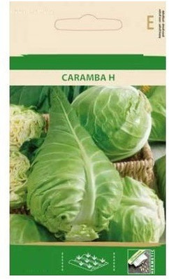 CYBEXIS White Cabbage Caramba H Seeds2000 Seeds Seed(2000 per packet)
