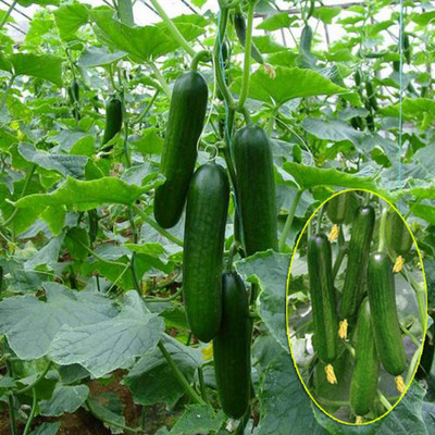CYBEXIS Cucumber Seeds Cucumis sativus1000 Seeds Seed(1000 per packet)