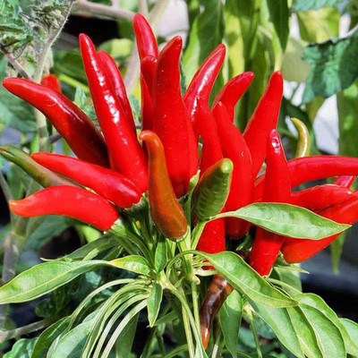 CYBEXIS Red Hot Pepper Chilli Seeds1200 Seeds Seed(1200 per packet)
