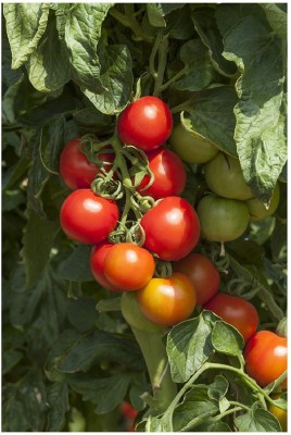 Qualtivate Tomato Seed(500 per packet)