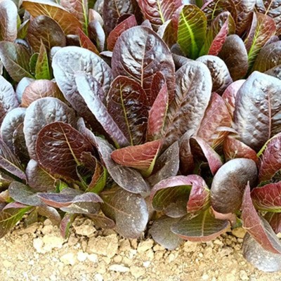 CYBEXIS Red Round Leaves Lettuce Seeds4000 Seeds Seed(4000 per packet)