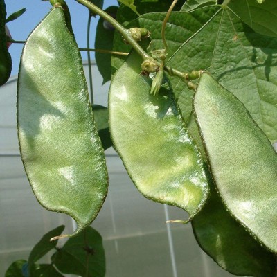 CYBEXIS Green Hyacinth Bean Seeds (Lablab purpureus)400 Seeds Seed(400 per packet)