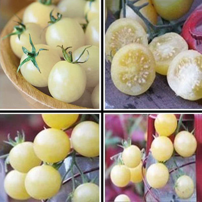 CYBEXIS Hybrid White Tomato Seeds 2000 Seeds Seed(2000 per packet)