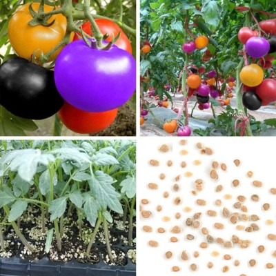 CYBEXIS Hybrid Green Tomato Seeds2000 Seeds Seed(2000 per packet)