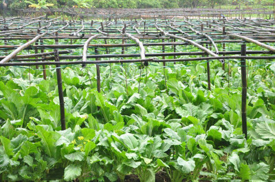 CYBEXIS Easy to Grow Vegetables Chinese Cabbage Seeds2000 Seeds Seed(2000 per packet)