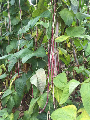 CYBEXIS F1 Color Long Bean Seeds-100 Seeds Seed(100 per packet)